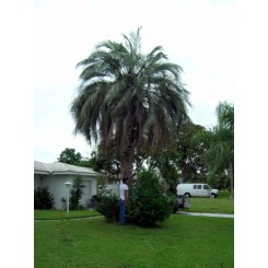 Pindo Palm 18' Clear Trunk